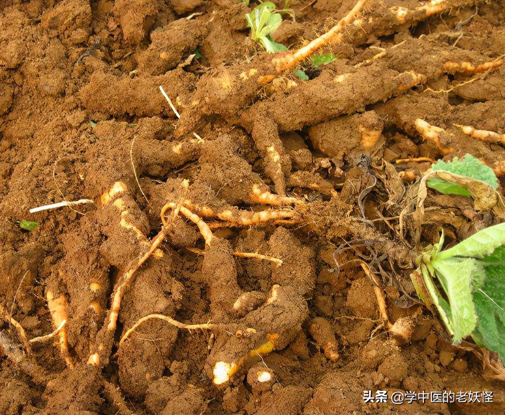 生地的功效与作用（清热凉血，养阴生津）