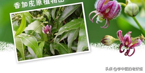 香加皮的功效与作用（利水消肿，祛风湿）