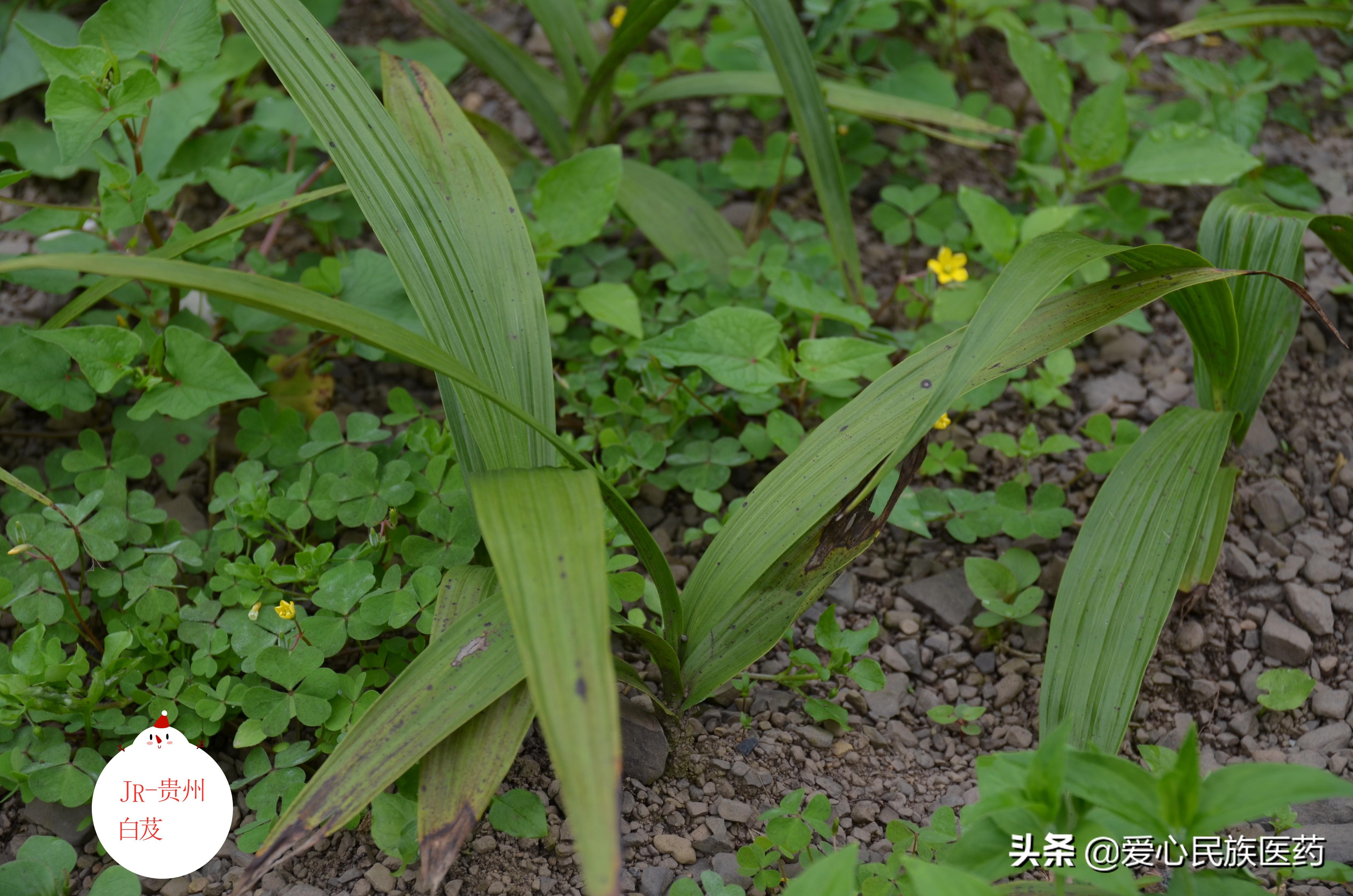 白芨的作用与功效（收敛止血，消肿生肌）