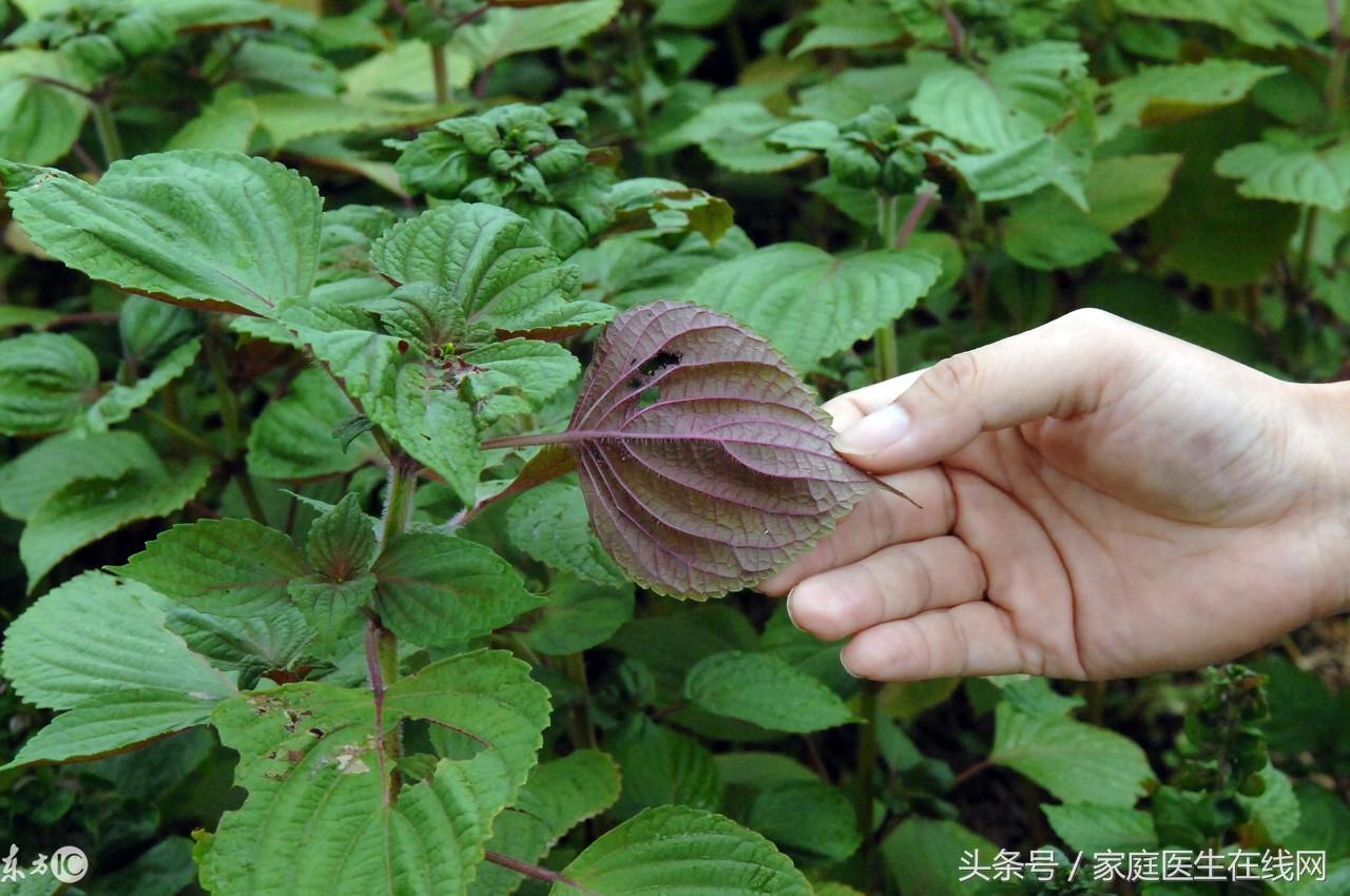 紫苏叶的功效与作用以及食用方法