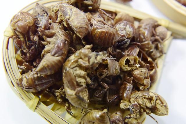 蝉蜕的功效与作用，蝉蜕相关配伍