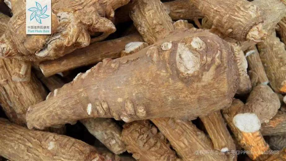 白芷的功效与文献论述