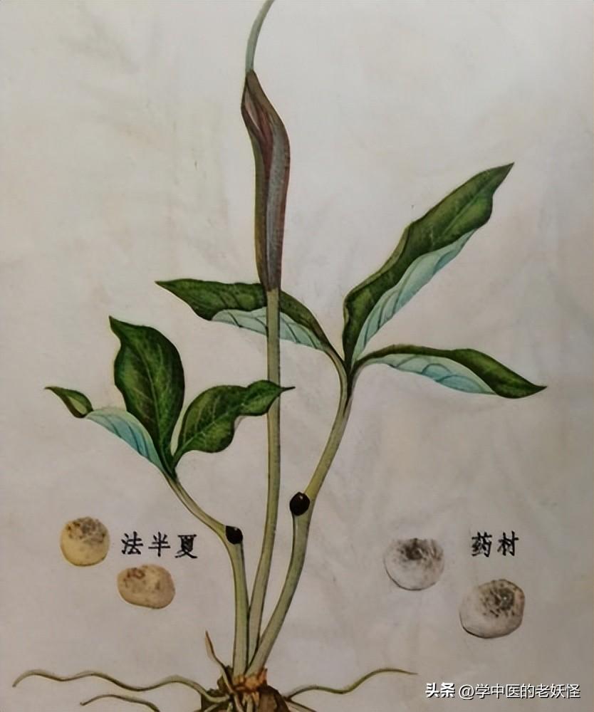 半夏的功效与作用以及典籍记载