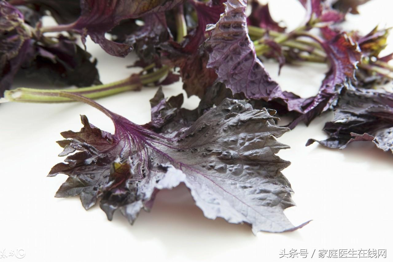 紫苏叶的功效与作用以及食用方法