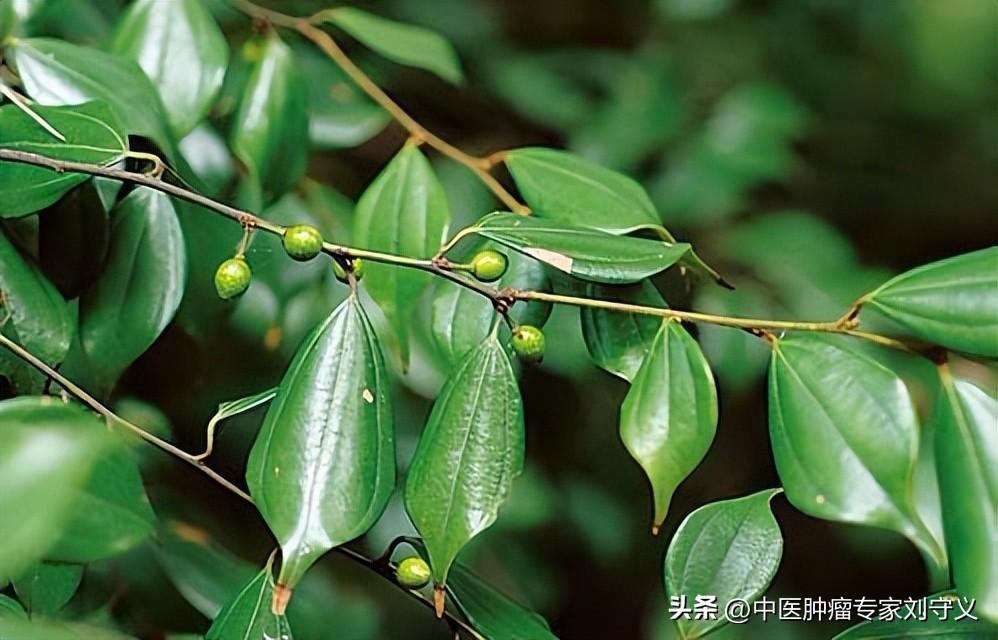 乌药的功效与作用（行气止痛，温肾散寒）