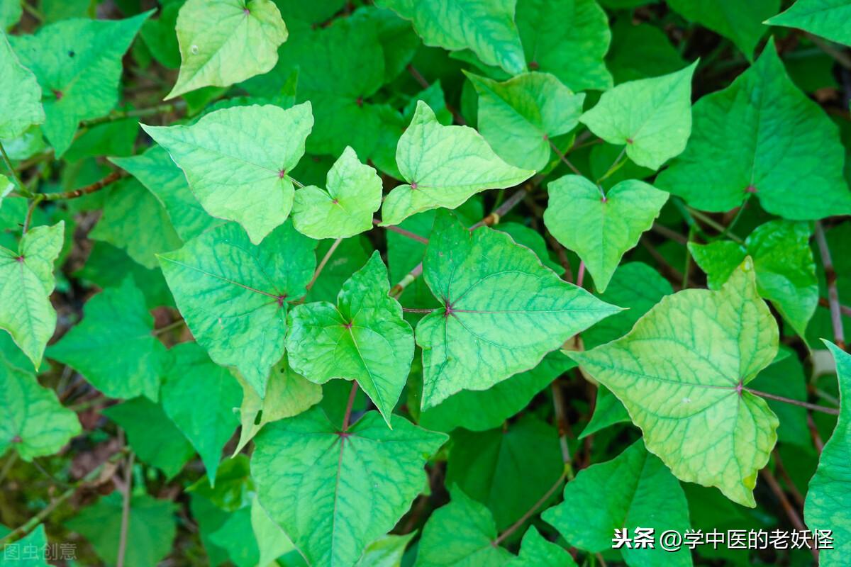金荞麦的功效与作用（清热解毒，排脓祛瘀）