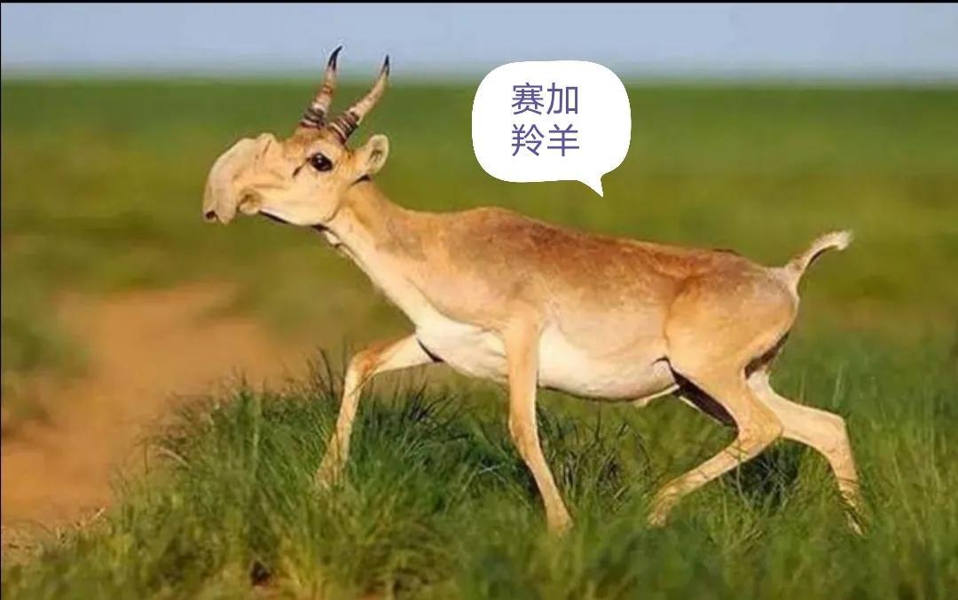 羚羊角的作用， 羚羊角的典籍摘要