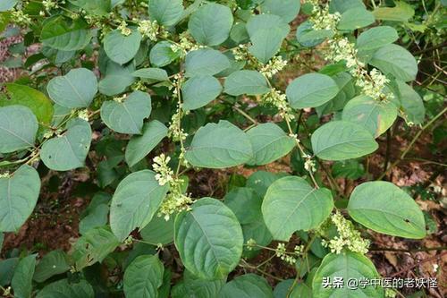 虎杖的功效与作用和典籍记载