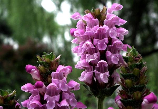 夏枯草的作用与功效（典籍摘要、现代研究）