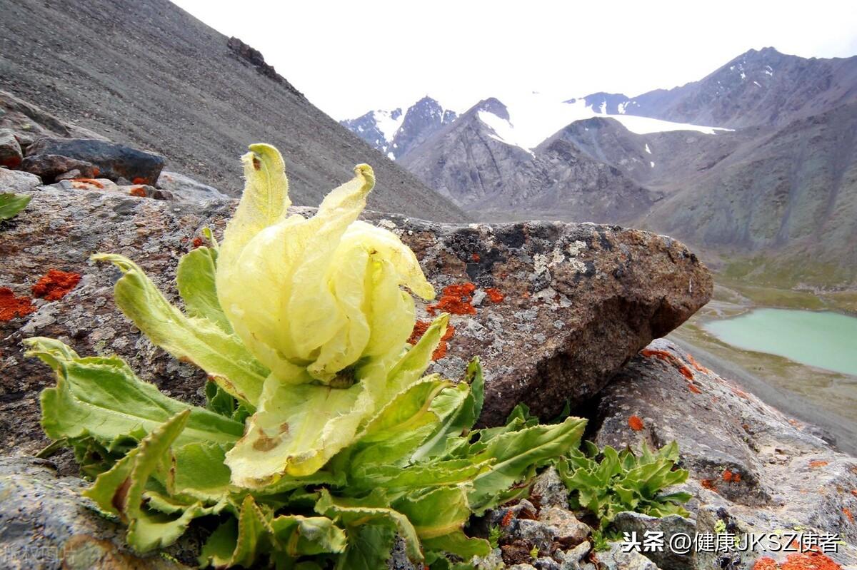 雪莲花的功效以及治病配方
