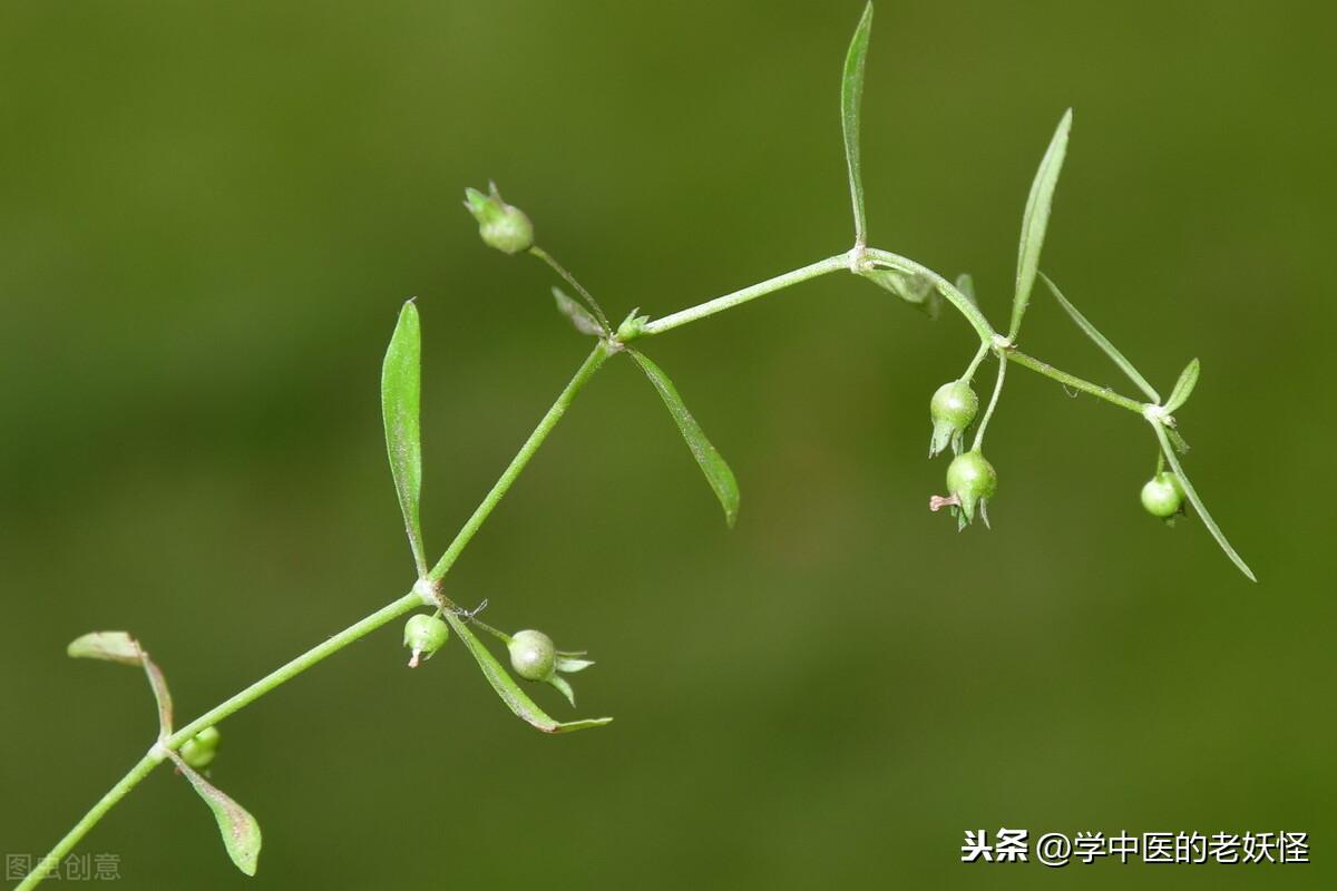 白花蛇舌草功效与作用（清热解毒，利湿通淋）