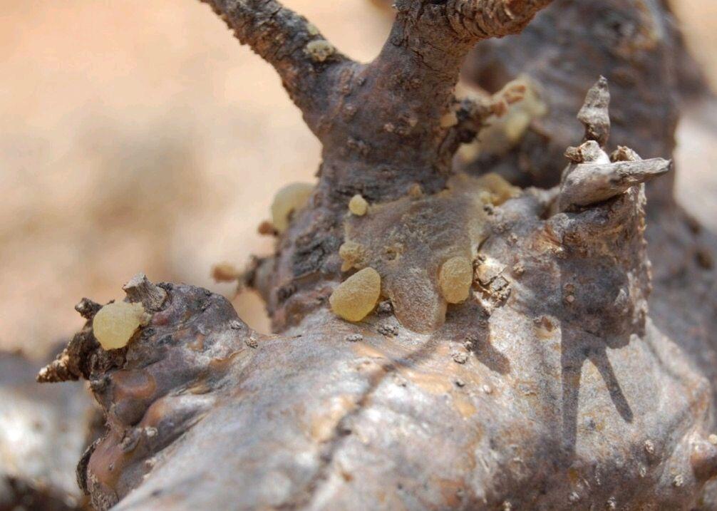 乳香的功效与作用以及典籍摘要