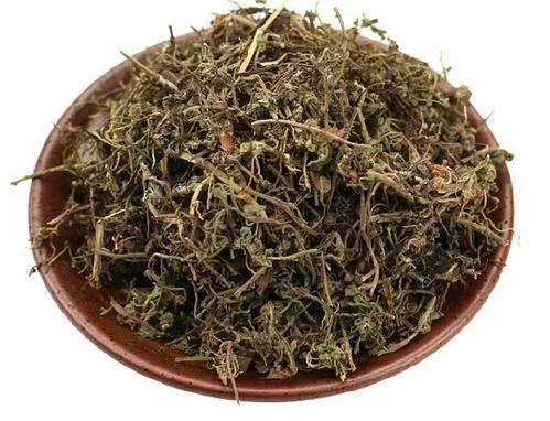 鹅不食草的功效与作用