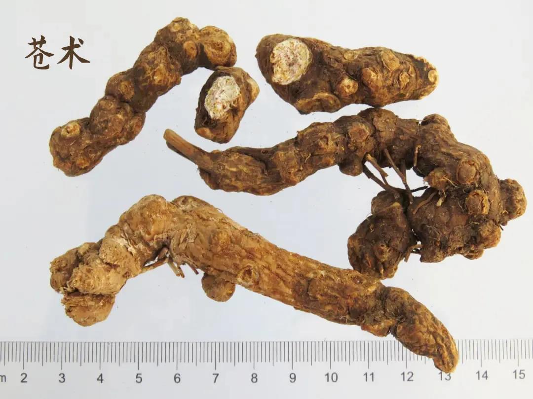 苍术功效与作用以及现代研究