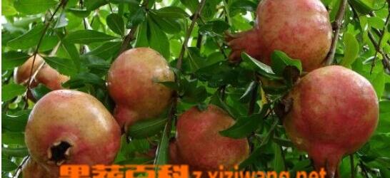 石榴皮的功效（石榴全身是宝）