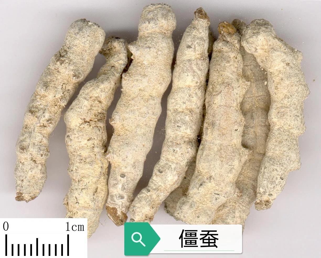 僵蚕的功效与作用（典籍摘要、现代研究）