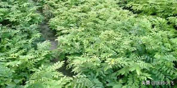 降香的功效与作用以及用法用量