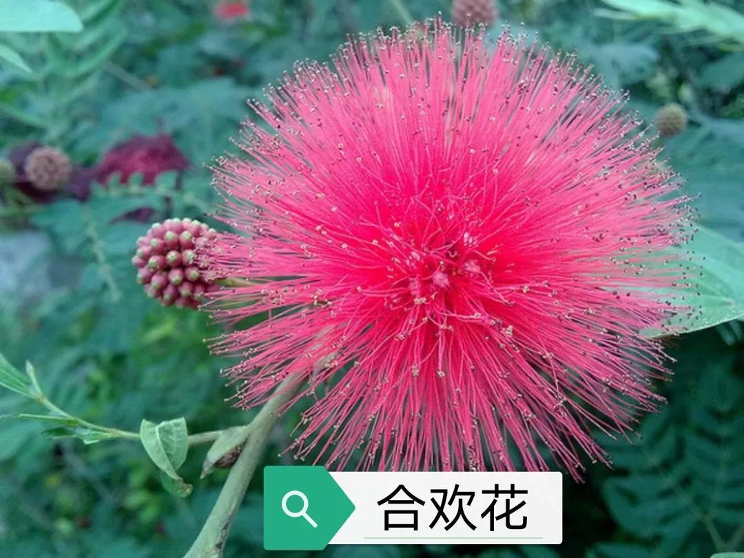 合欢皮的作用与功效和现代研究