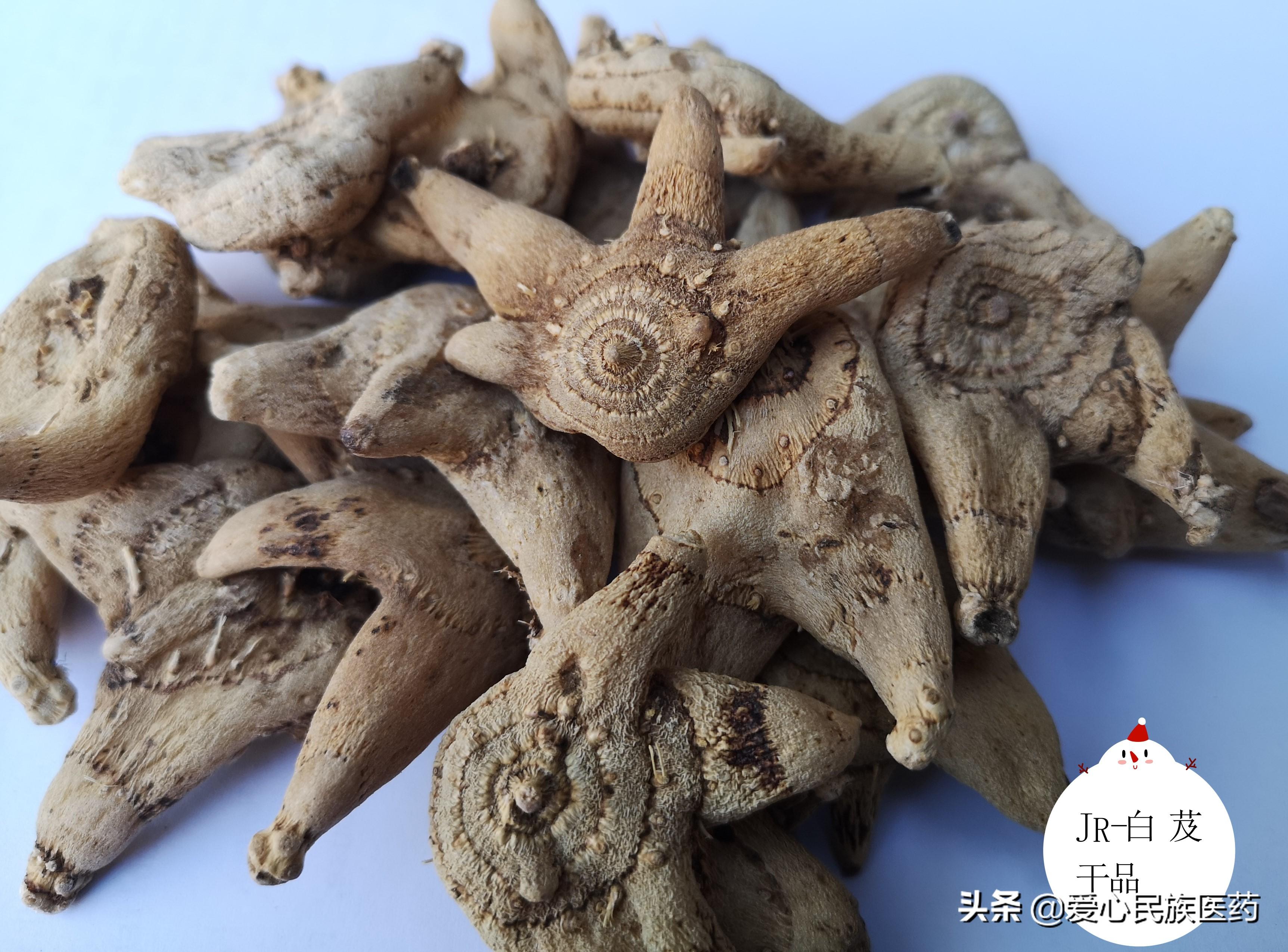 白芨的作用与功效（收敛止血，消肿生肌）
