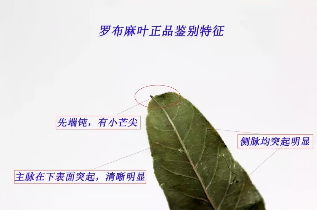罗布麻叶的功效与现代研究