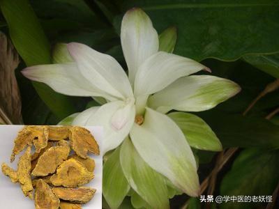 姜黄的功效与作用（活血行气，通经止痛）