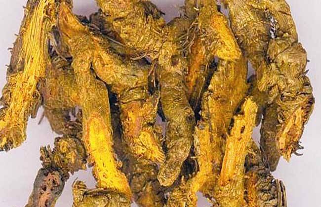 黄连的功效与典籍记载