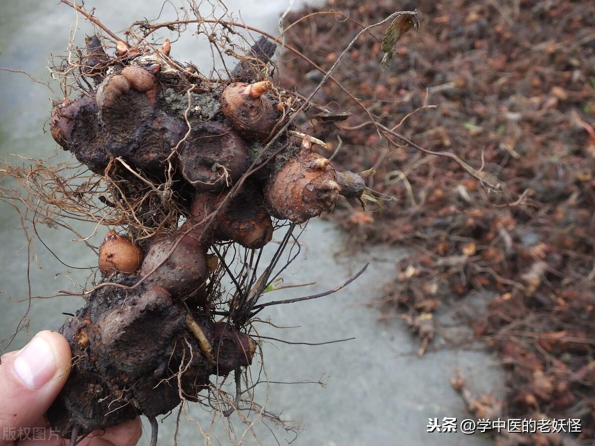 金荞麦的功效与作用（清热解毒，排脓祛瘀）