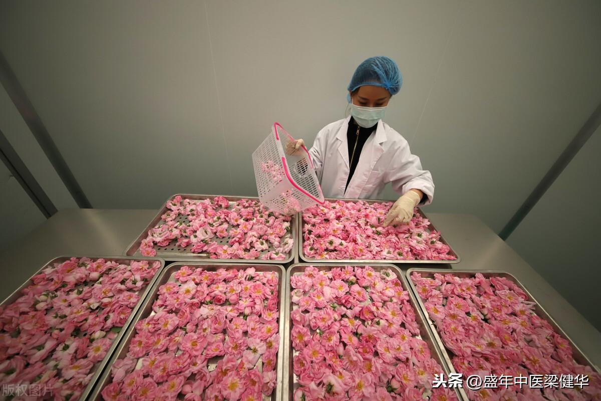 玫瑰花茶的功效与作用，玫瑰花的宜忌