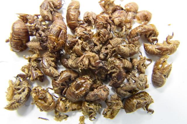 蝉蜕的功效与作用，蝉蜕相关配伍
