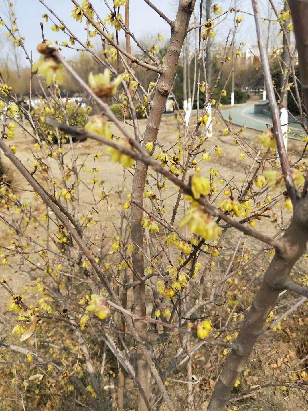 腊梅花的功效与作用与用法用量