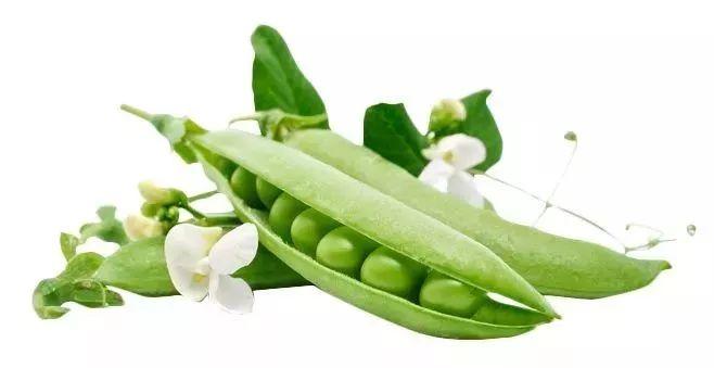 豌豆的功效与作用以及膳食食谱