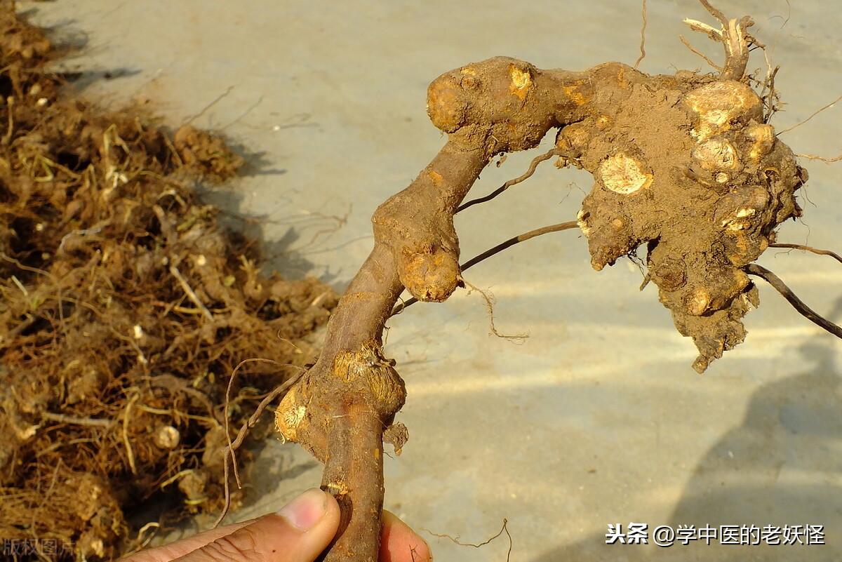 金荞麦的功效与作用（清热解毒，排脓祛瘀）