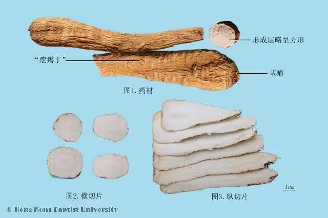 白芷的功效与文献论述