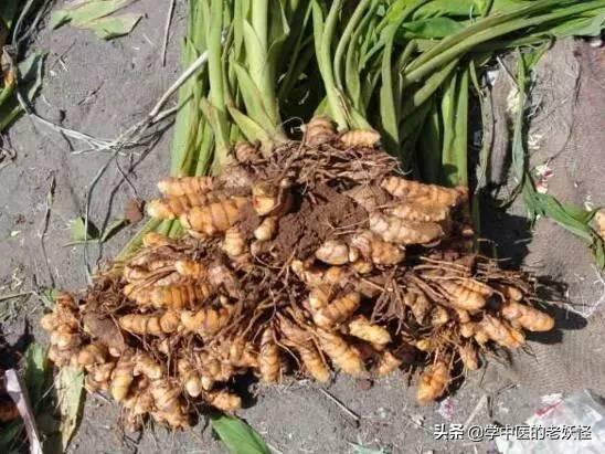 姜黄的功效与作用（活血行气，通经止痛）