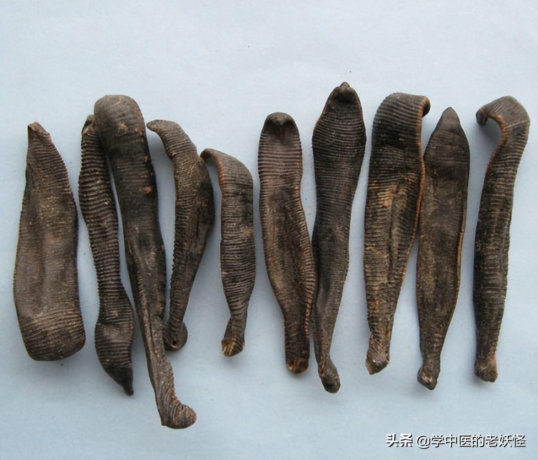 水蛭的功效与作用以及古籍摘要