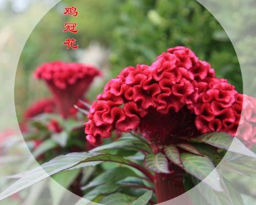 鸡冠花的功效与作用以及用法用量