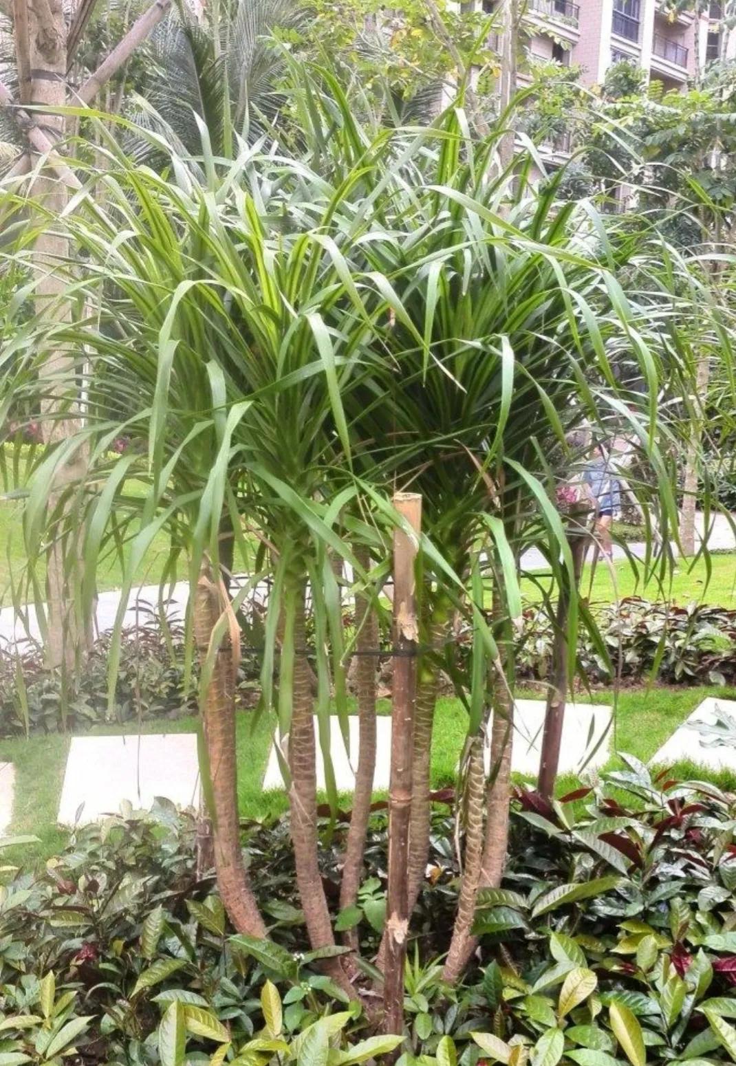 血竭的功效与作用以及现代研究