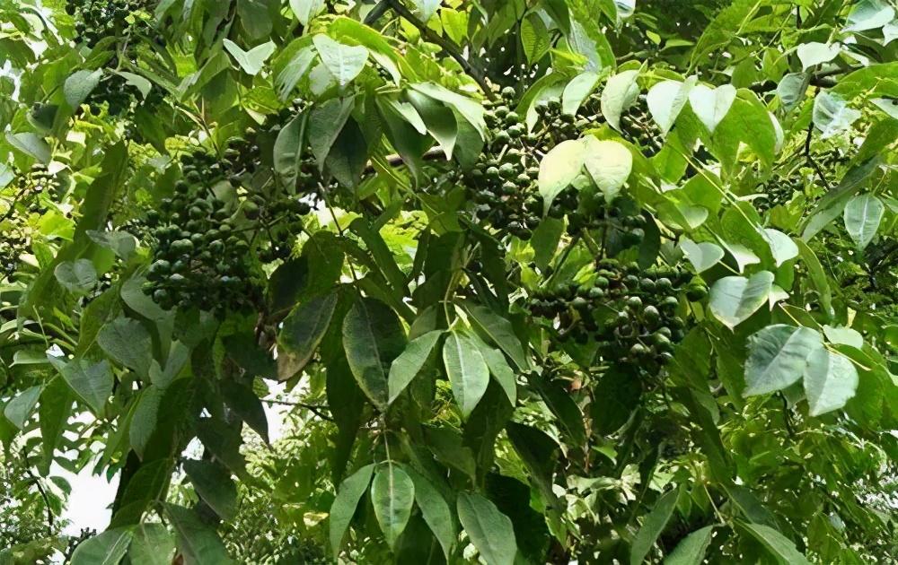 黄柏的功效与作用以及临证用方