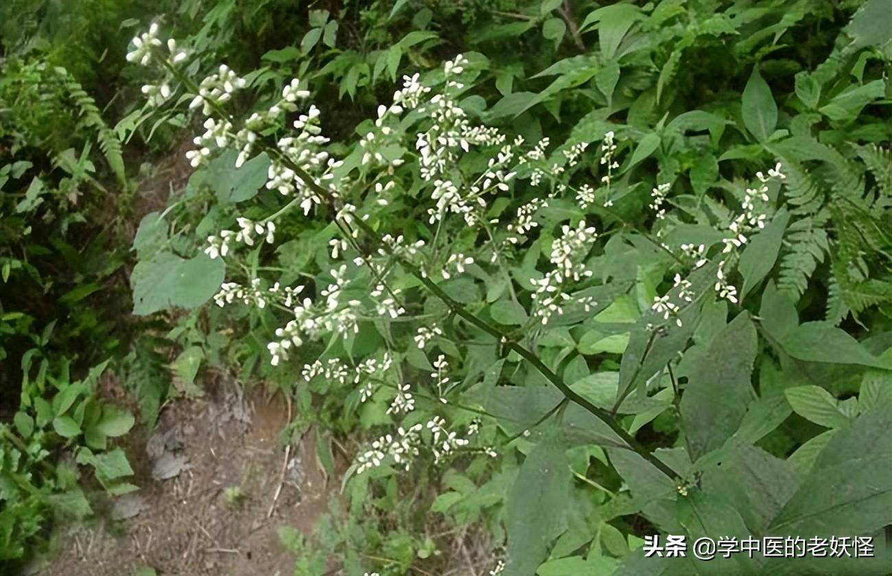 刘寄奴的功效与作用（疗伤止血的中药）