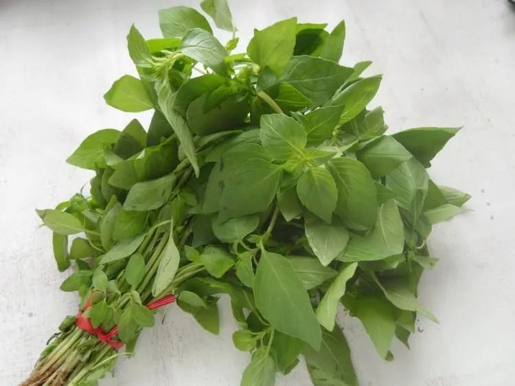 荆芥的作用与功效