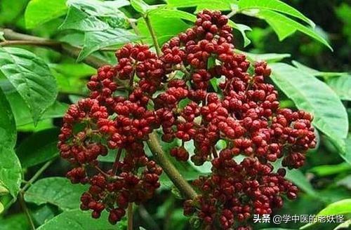 吴茱萸的功效与作用