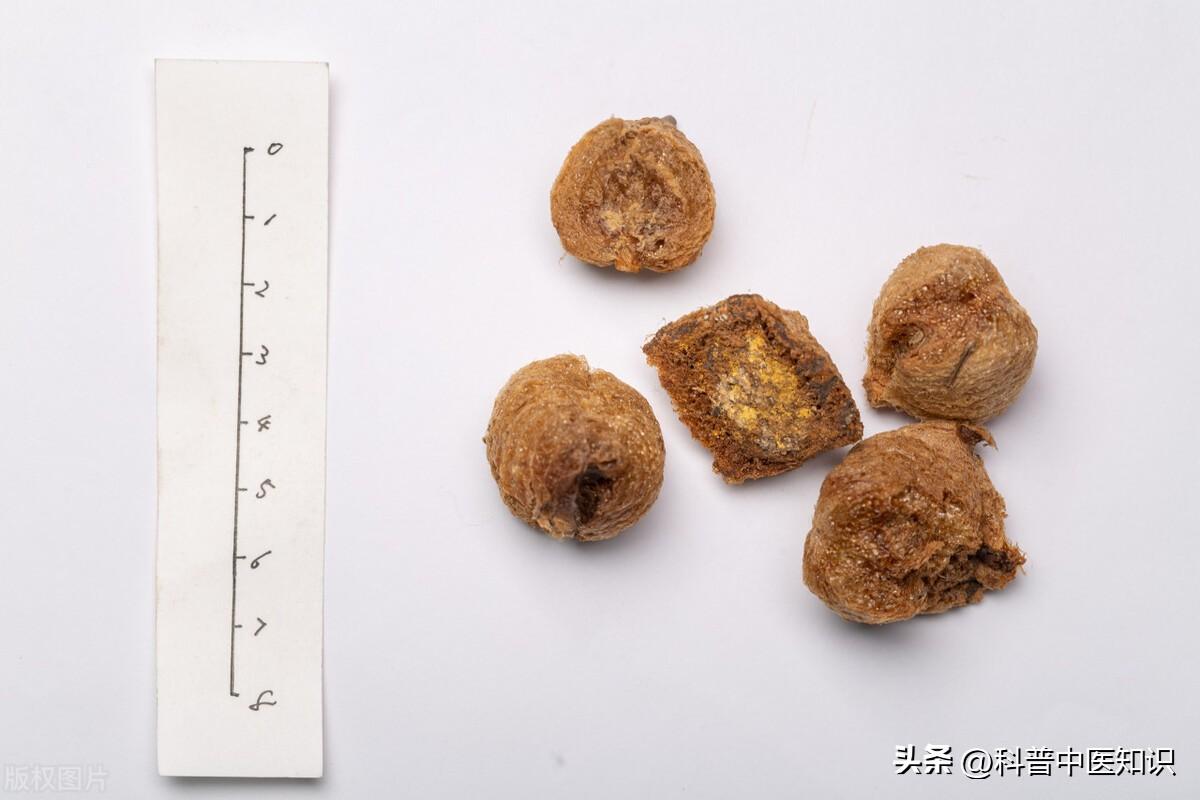 桑螵蛸的功效与作用（补肾固精、缩尿止带）
