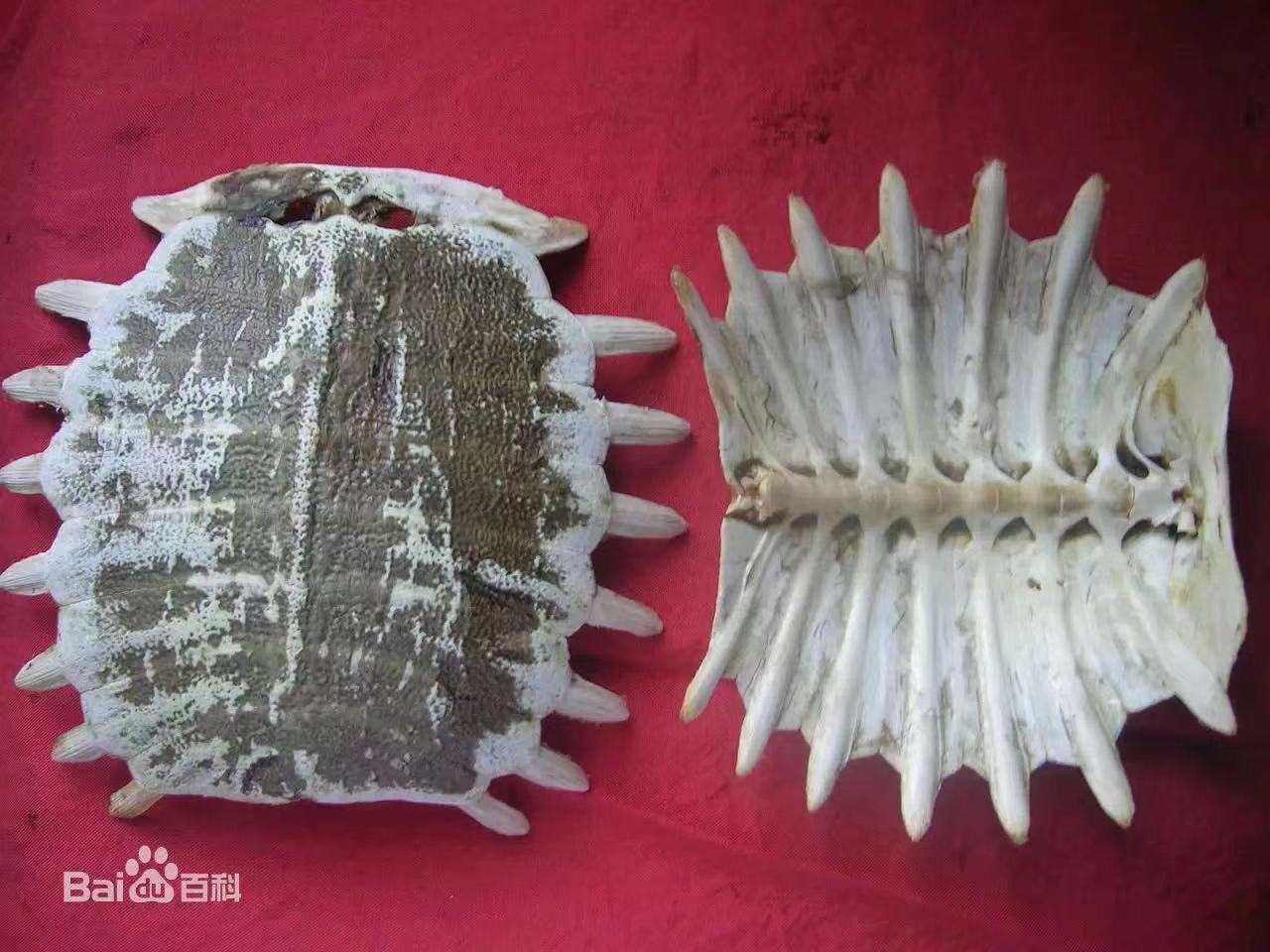 鳖甲的功效与作用和注意事项