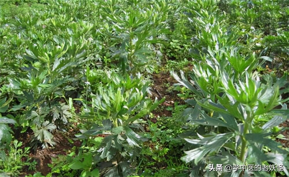 附子的功效与作用（补火助阳，散寒止痛）