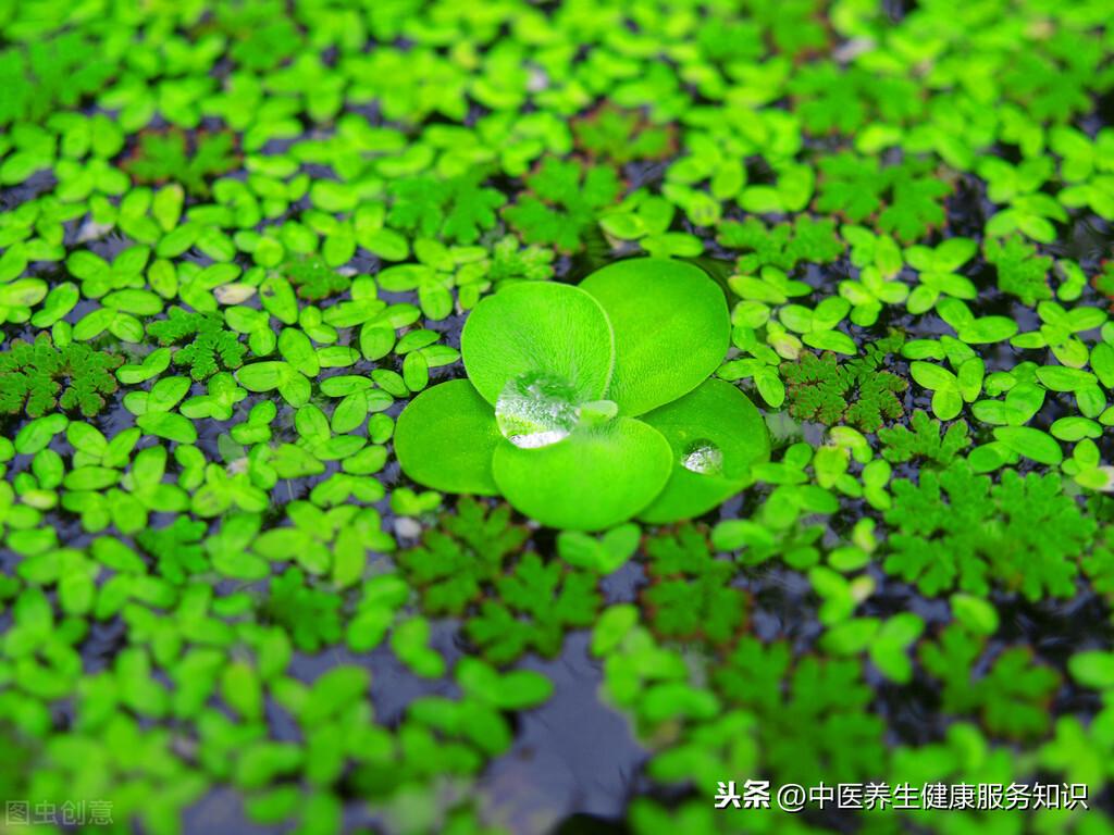 浮萍的功效与作用以及用法用量