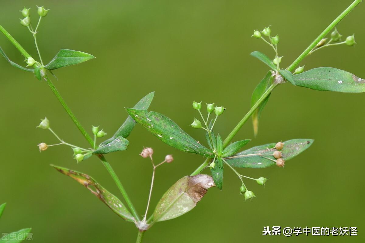 白花蛇舌草功效与作用（清热解毒，利湿通淋）