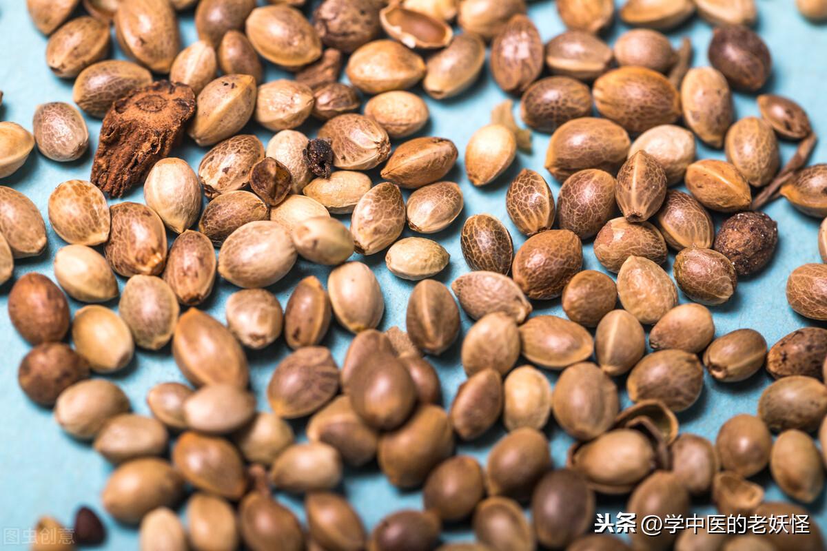 火麻仁的功效（补中益气、久服肥健）
