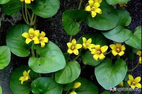金钱草的功效与作用以及用法用量