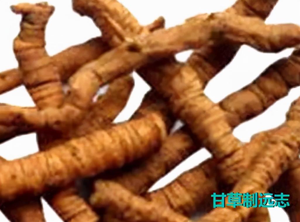 远志的功效与作用以及主治病证