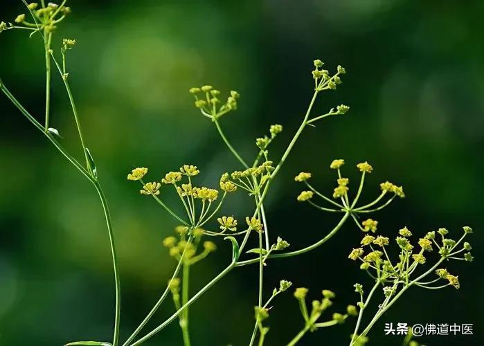 柴胡的功效（治疗伤寒、疟症、郁症的要药）